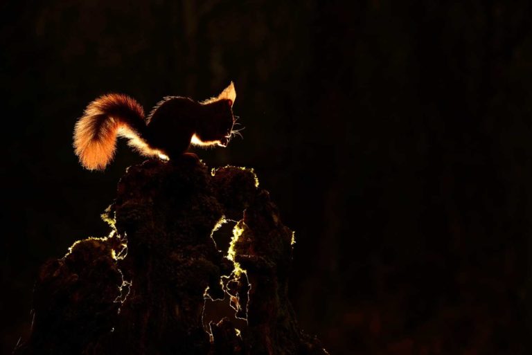 exposition photo sur la faune en Bretagne